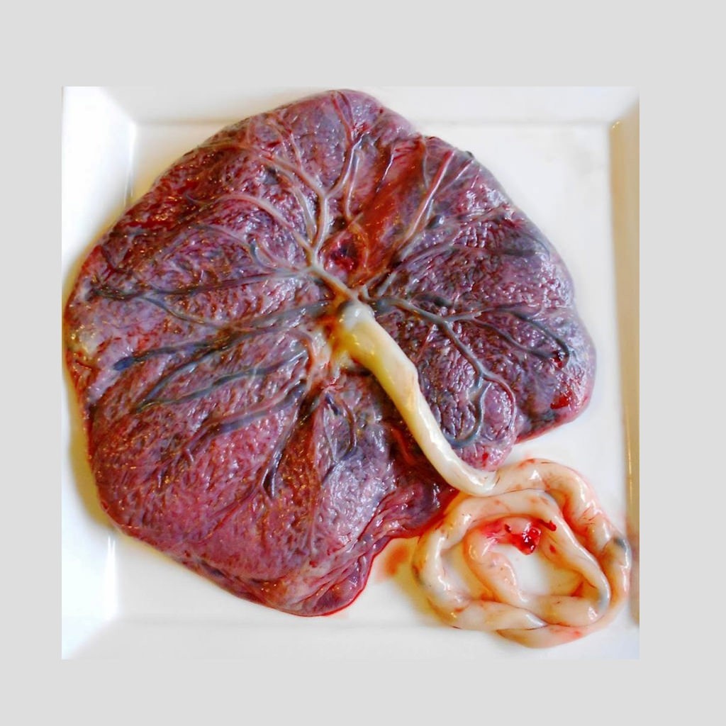 HelenZee.com placenta  
